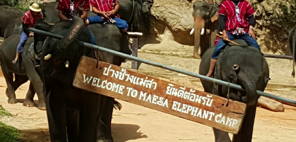 #WorldElephantDay – Elephant Pictures From Our Trip To Thailand