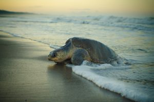 Turtles in Puerto Vallarta