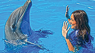 Los-Cabos-Swim-With-Dolphins-Los-Cabos