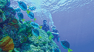 Los-Cabos-Snorkeling-Catamarán-Tour