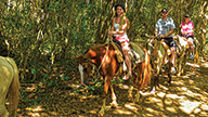 Punta Cana Horseback Riding