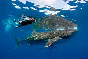 Swimming with whale sharks