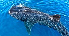 Tour Whale Shark Experience in Cancun, Mexico