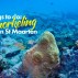 Snorkeling in St. Maarten