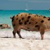 Top travel destinations for Animal Lovers